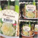 Narzisse Obdam im Topf gewachsen ~ für Garten und Kübel ~ duftige Schönheit