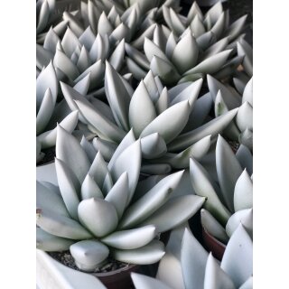 Echiveria /Echiverie gefärbt weiß 9cm Topf~ tolle winterliche Dekoration ~ Flowers