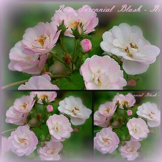 Rose Perennial Blush -R- großer XL 10 Liter Topf~ zauberhaft schöner& duftiger Rambler -öfterblühend