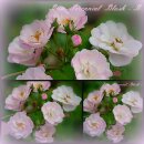 Rose Perennial Blush -R- großer XL 10 Liter Topf~...