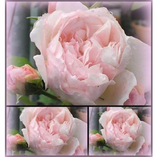 Englische Kletterrose The Genourus Gardener -R- im großen 10 Liter Topf~ Britisch elegant Seerosenblüten