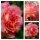Rose Augusta Luise -R- C4 Topf ~Traumrose in Farbe & Duft