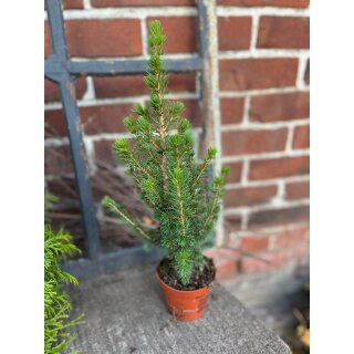 Mini Tanne - Zuckerhutfichte  -für die Winterdeko ~ Winter ~Advent & Weihnachten