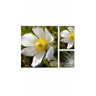Küchenschelle-  Pulsatilla vulgaris Pinwheel Weiß im Topf gewachsen ~ Frühlingsdesign in weiß!