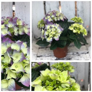 Tisch Hortensie im Topf ~ kompakt -knospig -blühend -blau/ lila ~ Frische Blumendeko