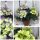 Tisch Hortensie im Topf ~ kompakt -knospig -blühend -blau/ lila ~ Frische Blumendeko