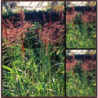 Miscanthus Ferner Osten~ Chinaschilf- XXL 5 Liter Solitär Topf - Apart & Sichtschutz