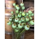 Frische Mohnkapseln ~ 5 Stiele~ attraktive Naturdeko...