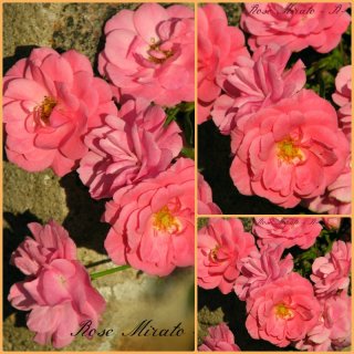 Bodendecker Rose Mirato -R- ADR überzeugende Blütenträume in zarten pink