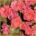 Bodendecker Rose Mirato -R- ADR überzeugende Blütenträume in zarten pink
