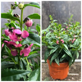 Angelonia rosa/pink jetzt knospig/blühend im Topf ~  Engelsgesicht mit üppiger  Dauerblüte..
