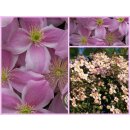 Clematis montana Rubens 60/100cm im Topf ~ rosa...