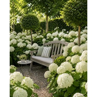 Schneeballhortensie ~ Hortensie Annabelle 40/60 im großen Topf~ große Blüte auch im Schatten