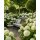 Schneeballhortensie ~ Hortensie Annabelle 40/60 im großen Topf~ große Blüte auch im Schatten