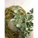 Eukalyptus cinera frisch ~ 1 schönes Bund Eucalyptus...