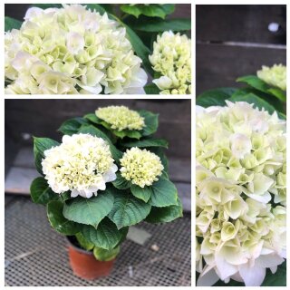 Tisch - Hortensie in weiß ~kompakt - jetzt knospig /blühend~ Flowers
