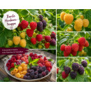 Bunte Himbeertruppe – 4 besondere Himbeersorten im...