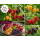 Bunte Himbeertruppe – 4 besondere Himbeersorten im Paket ~ Goldhimbeere & Veilchenhimbeere ~3 Liter XL Topf, starke Baumschulqualität