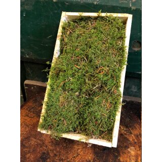 Frisches Platten - Moos in Holzkiste~ groß 25x40cm~ Waldmoos, Naturdeko zum Basteln oder dekorieren - DIY