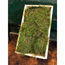 Frisches Platten - Moos in Holzkiste~ groß 25x40cm~...