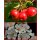 Zierapfel Red Sentinel 60/100 Starke Qualität~...schmucke Früchte in Kirschrot