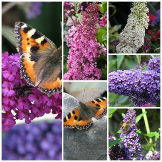 Schmetterlingsflieder Buddleja Buzz -R- Pflanzpaket ~ Schmetterlingsfreude in 3 verschiedenen Sorten~ Schmetterlingsflieder mit tollen Duft