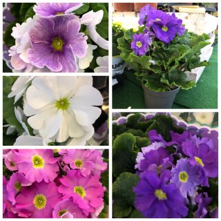 Primel obconica Touch Me - VIOLETT/WEIß ~ jetzt knospig /blühend~ im 12cm Topf ~ Becherprimel ..wunderschöne Blütenreiche Zimmerprimel~