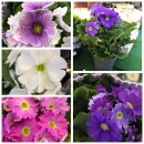 Primel obconica Touch Me - VIOLETT/WEIß ~ jetzt...