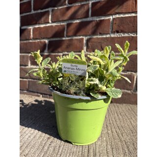 Frische Ananas Minze im großen Topf - zum sofort beernten ~ Frische Küche ~ Gartenliebe Mentha
