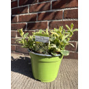 Frische Ananas Minze im großen Topf - zum sofort...