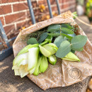 Amaryllis Mont Blanc 1 Stück ~ weiße attraktive große Blüte, mit Eucalyptus und Thymian