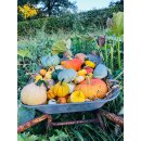 Deko Kürbisse Set – Herbstdeko Mix 10...