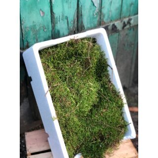 Moos in großer Styropor Kiste ~ natürliche Deko ~ Premium Waldmoos für die Naturdeko und DIY