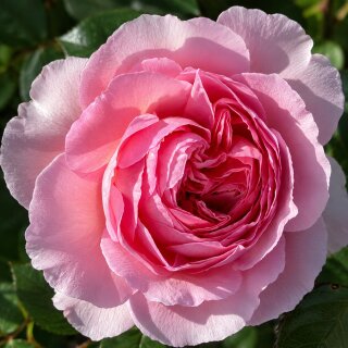 Englische Rose ‘The Ancient Mariner’® ~ David Austin Rose im 10 Liter XXL-Topf ~gefüllte &  duftende Strauchrose in Rosa