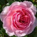 Englische Rose ‘The Ancient Mariner’® ~...