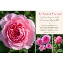 Englische Rose ‘The Ancient Mariner’® ~...