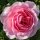 Englische Rose ‘The Ancient Mariner’® ~ David Austin Rose im 10 Liter XXL-Topf ~gefüllte &  duftende Strauchrose in Rosa