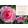 Englische Rose ‘The Ancient Mariner’® ~ David Austin Rose im 10 Liter XXL-Topf ~gefüllte &  duftende Strauchrose in Rosa