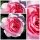 Englische Rose ‘The Ancient Mariner’® ~ David Austin Rose im 10 Liter XXL-Topf ~gefüllte &  duftende Strauchrose in Rosa