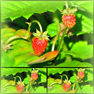 Garten-Monats-Erdbeere Rügen im Topf~ herrlicher Bodendecker mit Nascheffekt