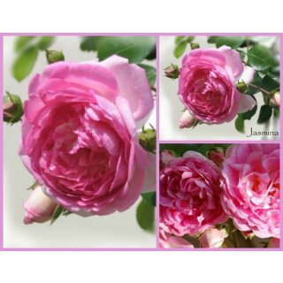 Kletterrose Jasmina -R- im großen 10 Liter XL LTopf~Barocke Blütenfülle mit Duft und Traumrose pur - ADR Rose