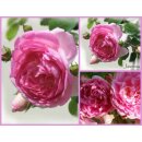 Kletterrose Jasmina -R- im großen 10 Liter XL...