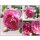 Kletterrose Jasmina -R- im großen 10 Liter XL LTopf~Barocke Blütenfülle mit Duft und Traumrose pur - ADR Rose