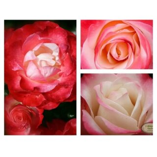 Edelrose Nostalgie -R- kräftige Qualität, im großen XL 4 Liter Topf~Kirschrote Duftige Rosenträume
