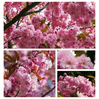 Japanische Zierkirsche Kanzan 80/100cm~ Starke im großen Topf-~ Rosa Blütenwolken...~ Gartenpflanze