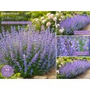 12 Stk Hohe Katzenminze Nepeta Walkers Low ~ im Topf...