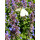 12 Stk Hohe Katzenminze Nepeta Walkers Low ~ im Topf gewachsen ~ super Rosenstaude, Bienenfreund ~violettblaue Blütenfülle