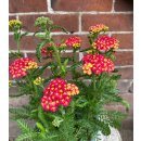 Achillea millefolium ~ Schafgarbe in Rot -großer...