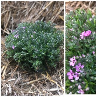 Polsterphlox in rosa-weiß - Phlox subulata ~ Blütenteppich- Flowers~ Frische 1A Qualität