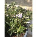 Polsterphlox in rosa-weiß - Phlox subulata ~ Blütenteppich- Flowers~ Frische 1A Qualität
